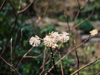 flowers in the forest