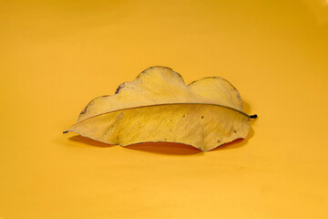 Dead Dry leaf isolated on Yellow background autumn leaves