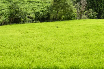 Foto op Canvas Rice field in countryside in Japan © 隼人 岩崎