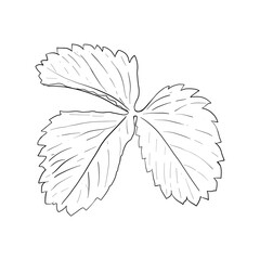 Vector, line illustration of strawberry leaf, strawberry hand drawn. Isolated plant leaf on white background drawn in ink. Print for fabric, packaging, label, poster, print, logo designs