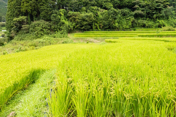 Rice field in countryside in Japan