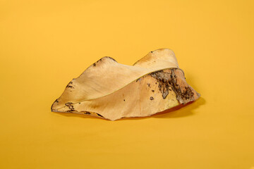 Dead Dry leaf isolated on Yellow background autumn leaves