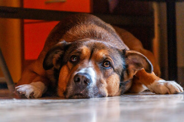 Cane stanco si riposa sotto il letto
