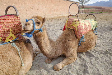 Marrakech, Morocco - 22 Feb, 2023: Dromedary camels ready to carry tourists on rides into the Agafay desert