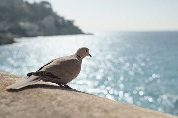 Closeup portrait of collared dove on a stone fence