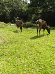 ELK IN A FOREST