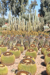 Marrakech, Morocco - Feb 25, 2023: Colourful cactus species growing at the Cactus Thiemann...