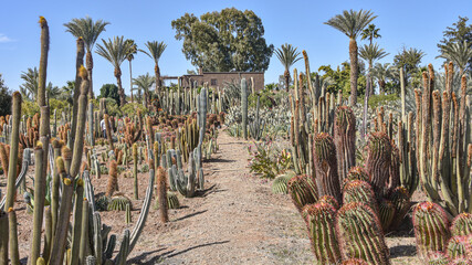 Fototapeta premium Marrakech, Morocco - Feb 25, 2023: Colourful cactus species growing at the Cactus Thiemann botanical gardens