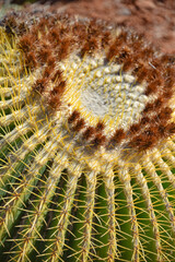Naklejka na ściany i meble Marrakech, Morocco - Feb 25, 2023: Colourful cactus species growing at the Cactus Thiemann botanical gardens