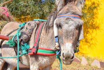 Marrakech, Morocco - Feb 25, 2023: A donkey pulls a cart through the Cactus Thiemann botanical...