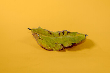 Dead Dry leaf isolated on Yellow background autumn leaves