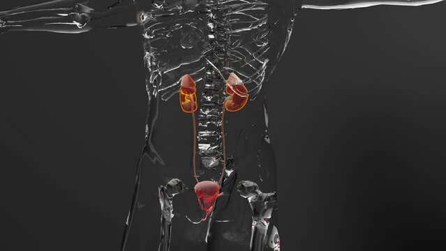 urinary system, detailed male bladder and Kidney anatomy, Urology medical,  reproductive system, glass, 3d render