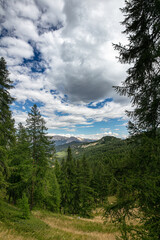 forest in the mountains