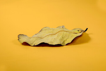 Dead Dry leaf isolated on Yellow background autumn leaves