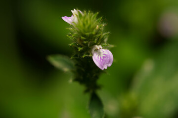 可愛い野花のキツネノマゴ
