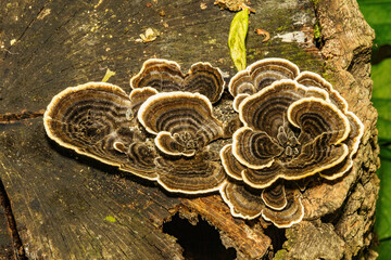 切り株に生えたサルノコシカケ