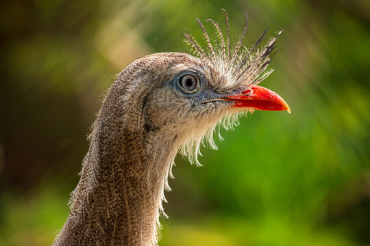 Portrait of Red-legged seriema