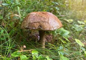 Close-up of a porcini mushroom in the forest