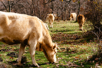 Cows on pasture with meadows and woodland during autumn. Sierra of Rincon, Madrid