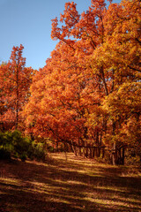 Fototapeta premium Beautiful morning in autumnal park with chestnut trees, oaks and beech trees. Red color trees at fall La Hiruela, Sierra del Rincon in Madrid