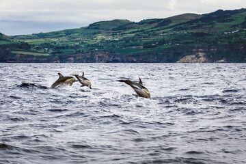 Dolphins jumping in the sea at Sao Miguel Island in the Azores. Delphinus delphis