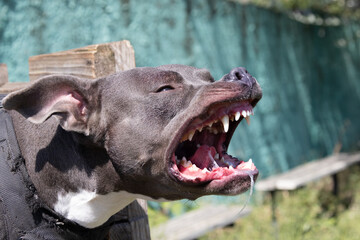 Beautiful angry dog staffordshire bull terrier. Blue american staffordshire terrier amstaff guard snatch criminal clothes. Service dog training Dog bites clothe during angry attack. Evil teeth in grin - obrazy, fototapety, plakaty