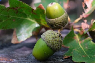 Close up of oak branch with acorns lies in the forest