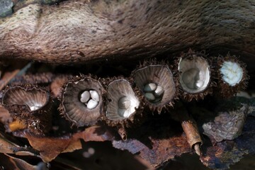 Amazing little mushroom looks like cup with pebbles - Cyathus striatus, bird's nest fungi
