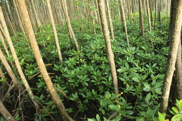 Tranquil forest grove with towering trees and lush green surroundings.