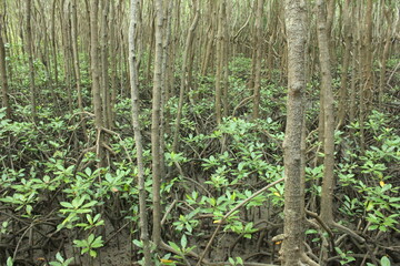 Tranquil forest grove with towering trees and lush green surroundings.