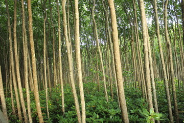 Tranquil forest grove with towering trees and lush green surroundings.