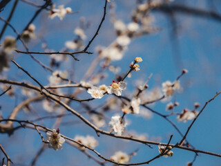 blossom in spring
