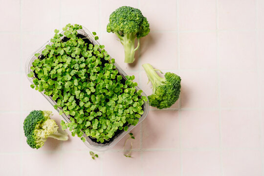 Broccoli sprouts and cabbage on pink background. Rich a phytochemicals sulforaphane and antioxidants with anti cancer and anti-inflammation action