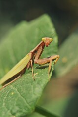 praying mantis on green leaf