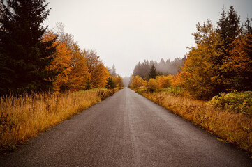 Fototapeta premium road in autumn forest