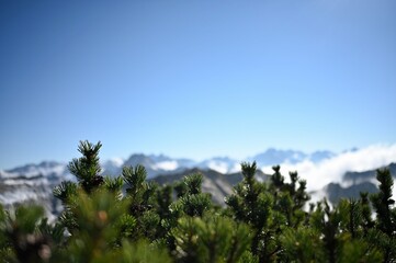 Fototapeta na wymiar Beautiful Mountain View in the Allgäuer Alps with blue sky, fog and green pines
