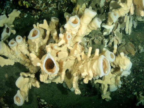 Glass Sponges