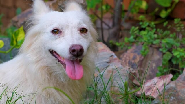 The Peaceful cute Dog. closeup of Chill Dog. relaxing Dog. Stress free Dog.