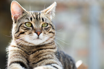 Cat portrait with grey background and green eyes