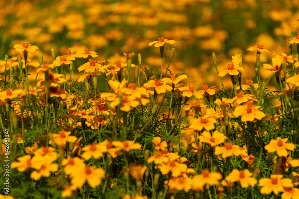 Canvas Prints Yellow blooming summer marigold flowers