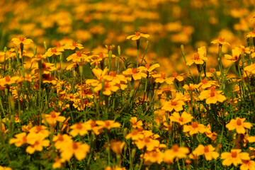 Obraz premium Yellow blooming summer marigold flowers