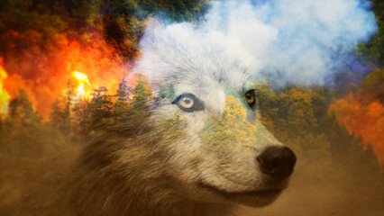 Extreme Heat and Forest Fires. Vanishing Animal Species; Wolf. Close-up. The video of this image is in my portfolio.	
