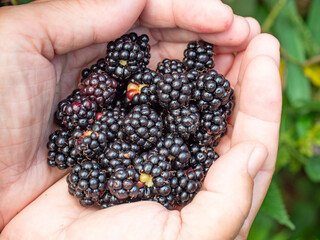 Freshly picked wild Blackberries in hands.