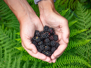 Freshly picked wild Blackberries in hands. - 642882096