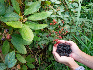 Blackberries growing ripening twig Natural food in forest.