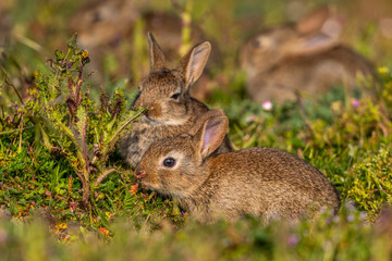  jeunes lapereaux de Lapin de garenne (Lapin commun, Oryctolagus cuniculus)