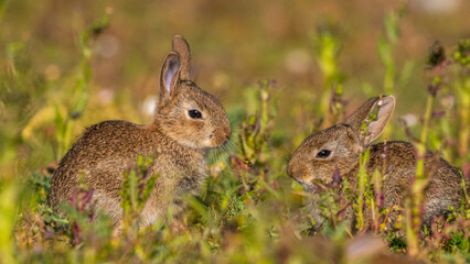  jeunes lapereaux de Lapin de garenne (Lapin commun, Oryctolagus cuniculus)