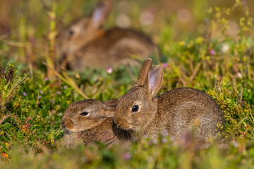  jeunes lapereaux de Lapin de garenne (Lapin commun, Oryctolagus cuniculus)