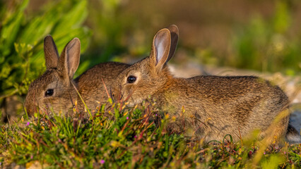  jeunes lapereaux de Lapin de garenne (Lapin commun, Oryctolagus cuniculus)