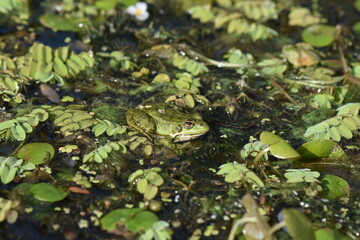 frog on a leaf